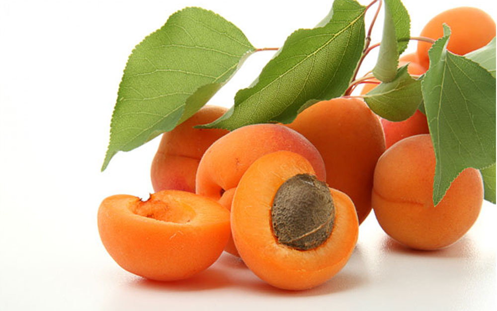 Freshly harvested organic apricots